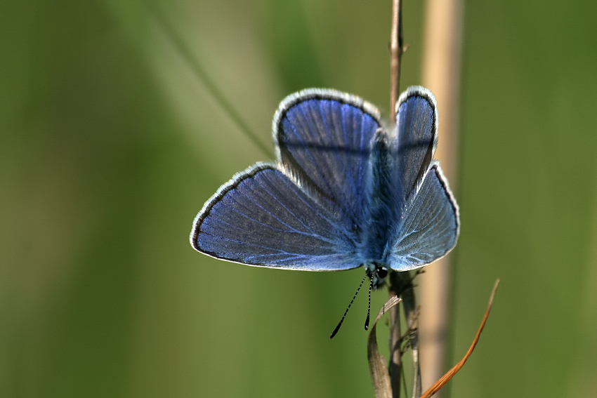 Modraszek ikar (Polyommatus icarus)