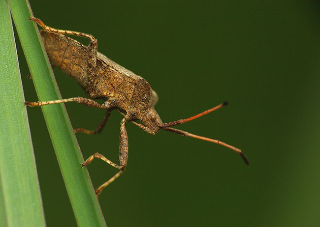 Wtyk Coreus marginatus