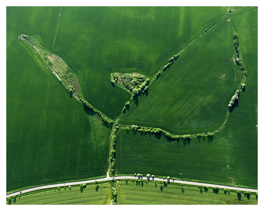 tańcząca modliszka