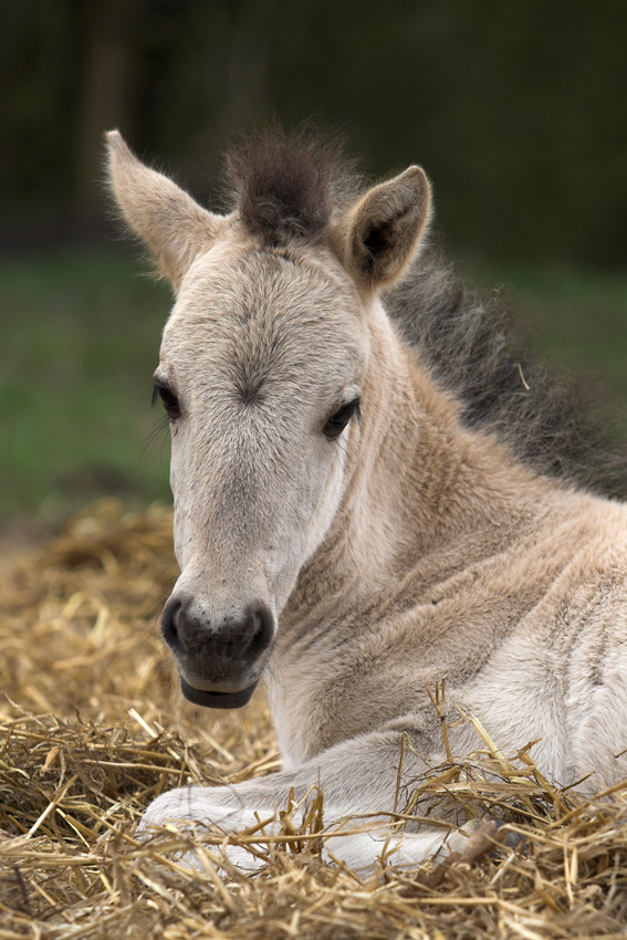 konik słomkowy