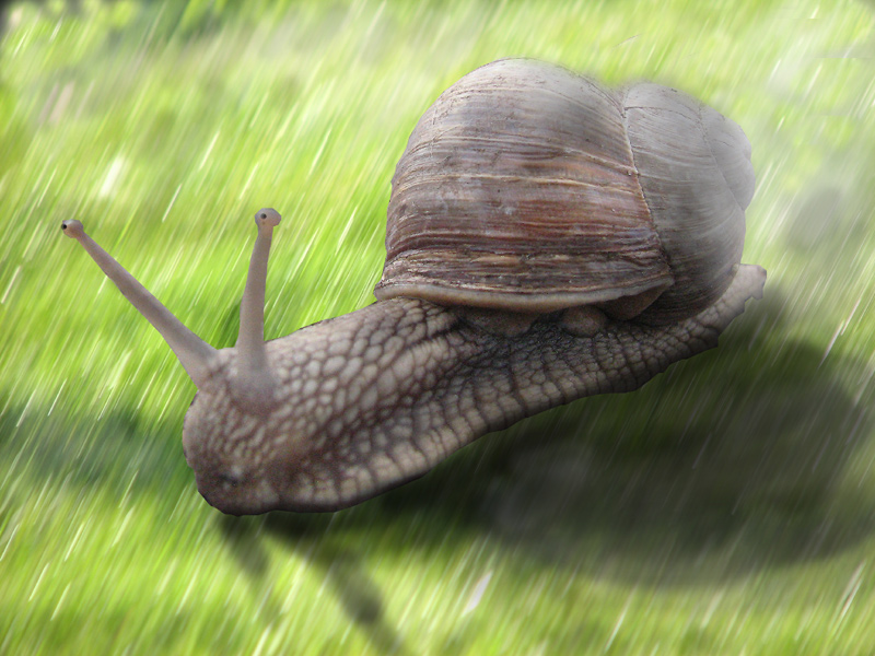 Speedy_snail