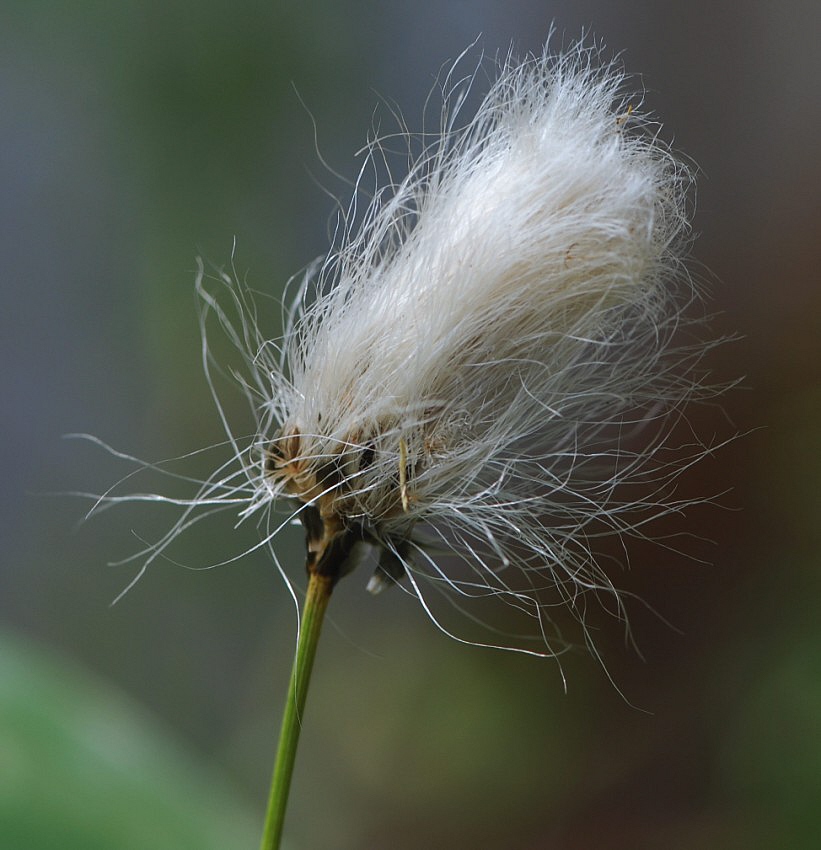 Wełnianka pochwowata  Eriophorum vagonatum L.