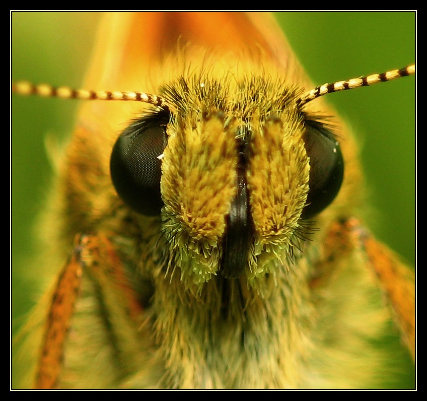 Eye to eye with butterfly