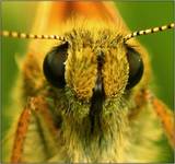 Eye to eye with butterfly