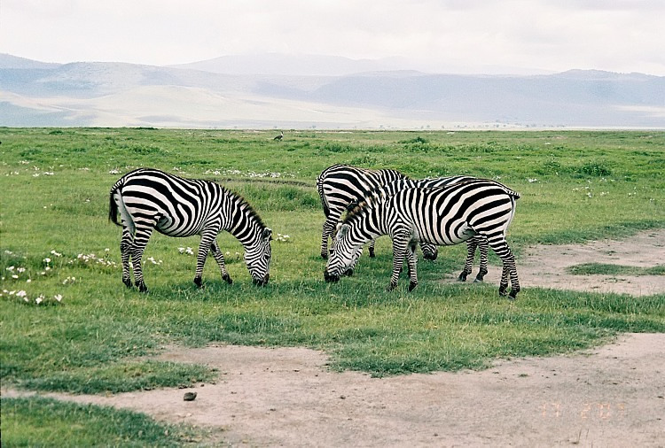 wypas na safari Ngorongoro sebry