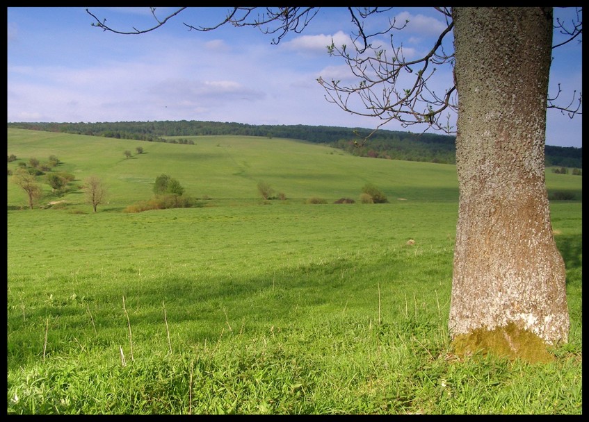 ...beskid zielony (3)