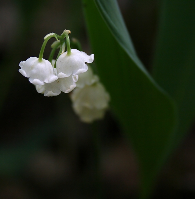 Convallaria majalis