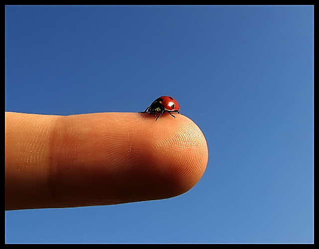 Ladybug