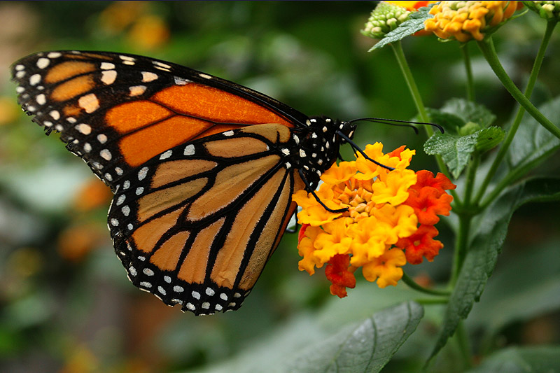 Monarch (Danaus plexippus)