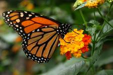 Monarch (Danaus plexippus)