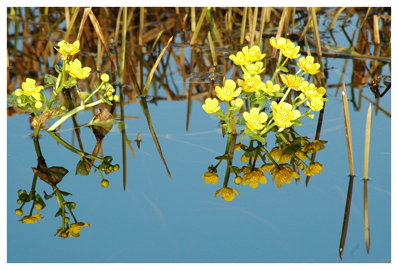 nadbiebrzańskie lusterko