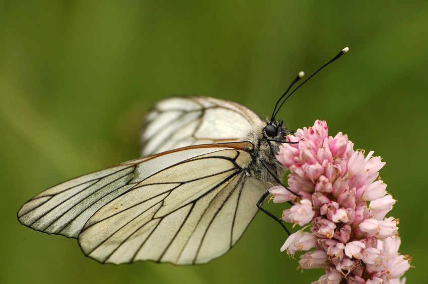 Motyl