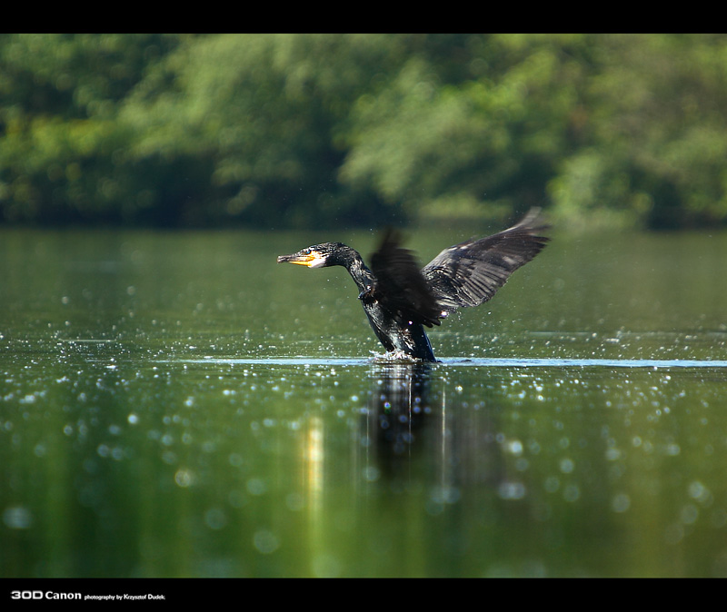 Kormoran Czarny