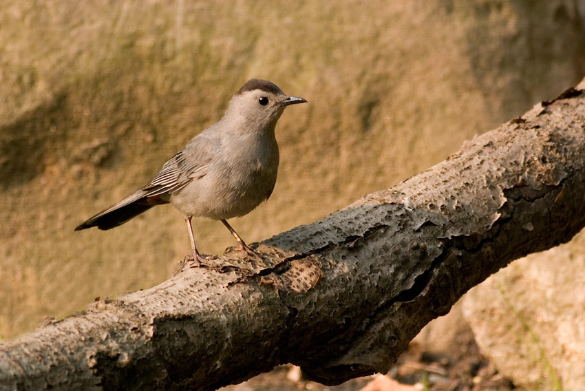 Przedrzeźniacz ciemny- gray catbird