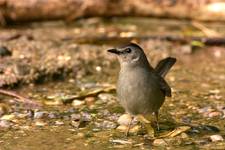 Przedrzeźniacz ciemny- gray catbird