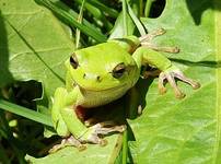 Hyla arborea