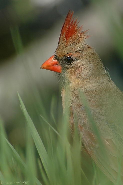 Lady Cardinal