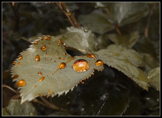 Drops at sunset