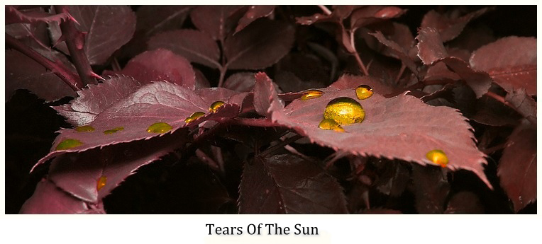 Tears Of The Sun