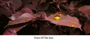 Tears Of The Sun