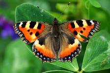 Motyl