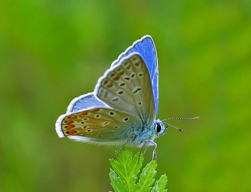 MODRASZEK LAZUREK (Polyommatus icarus)