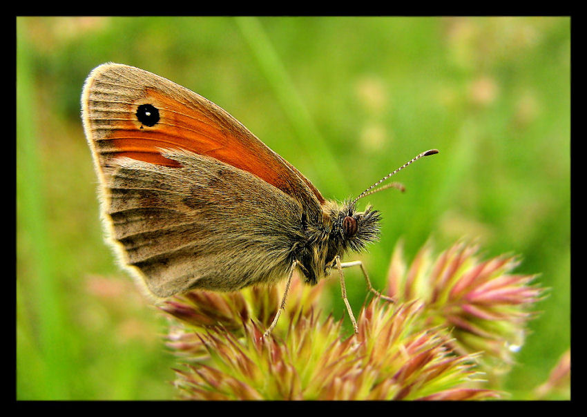 Strzępotek ruczajnik (Coenonympha pamphilus)