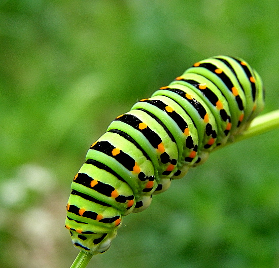 Dżimi Zagłębie.