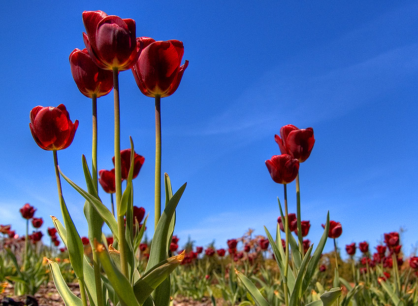 red