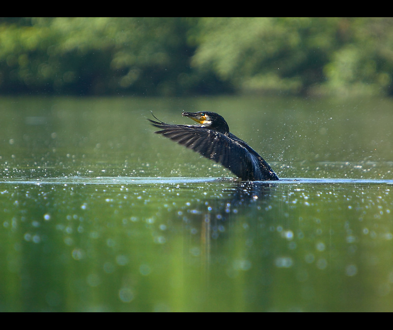 Kormoran Czarny