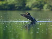 Kormoran Czarny