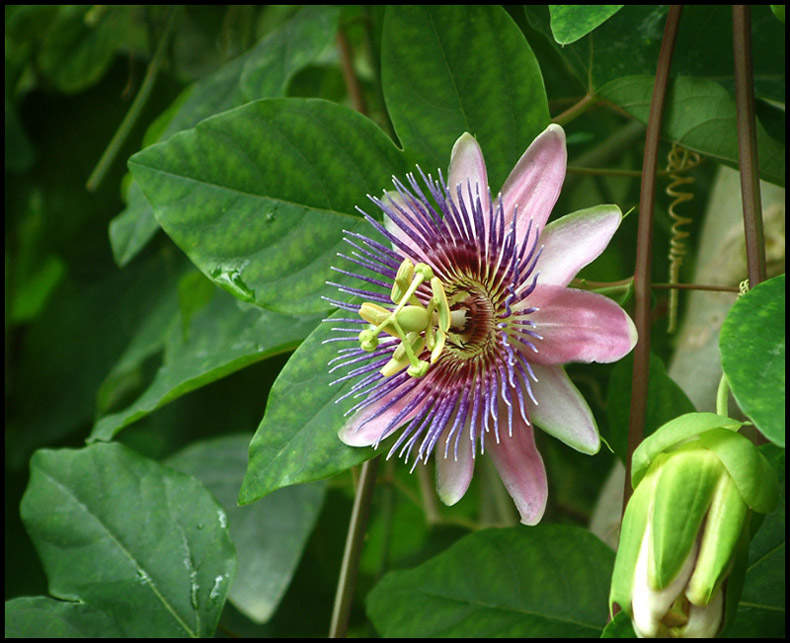 Passiflora