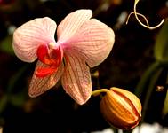 Orchidea 2