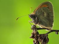 Strzępotek ruczajnik (Coenonympha pamphilus)