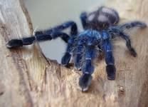 Avicularia versicolor