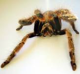 Stromatopelma calceatum