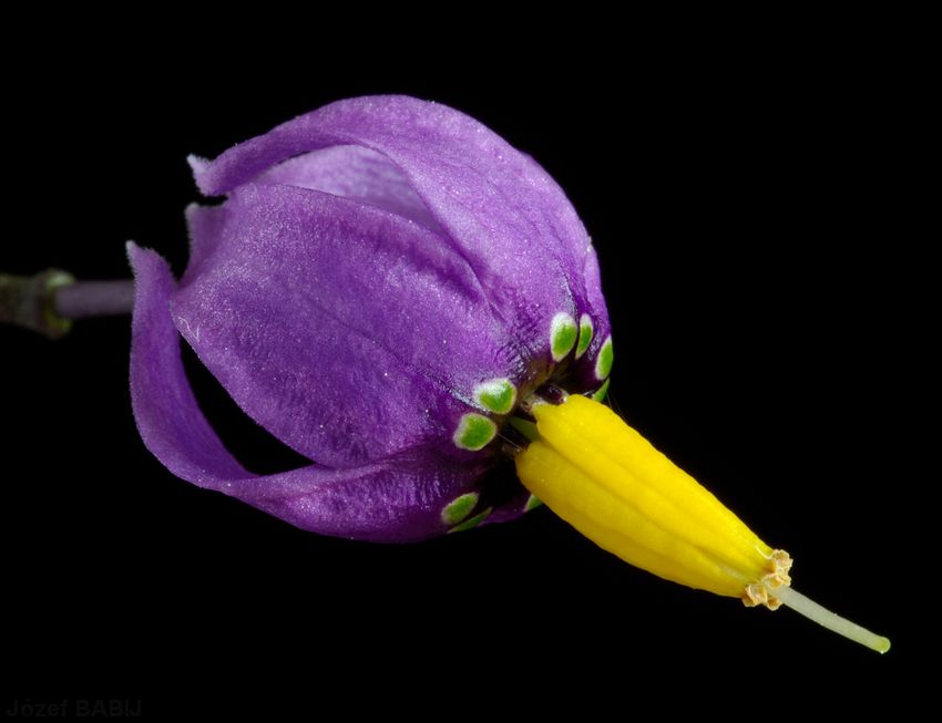 75 - Solanum dulcamara (psianka słodkogórz)