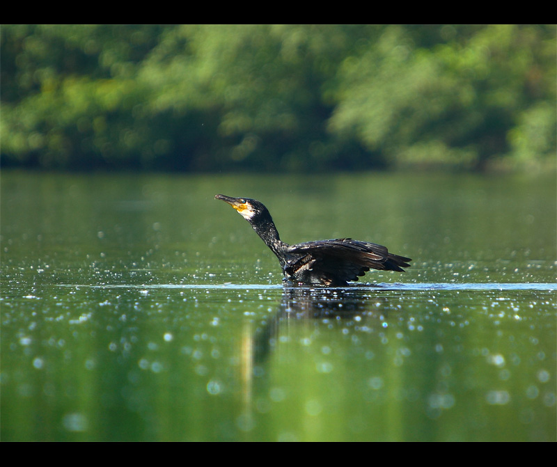 Kormoran Czarny