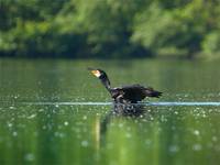 Kormoran Czarny