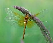 Szablak szkocki (Sympetrum danae)