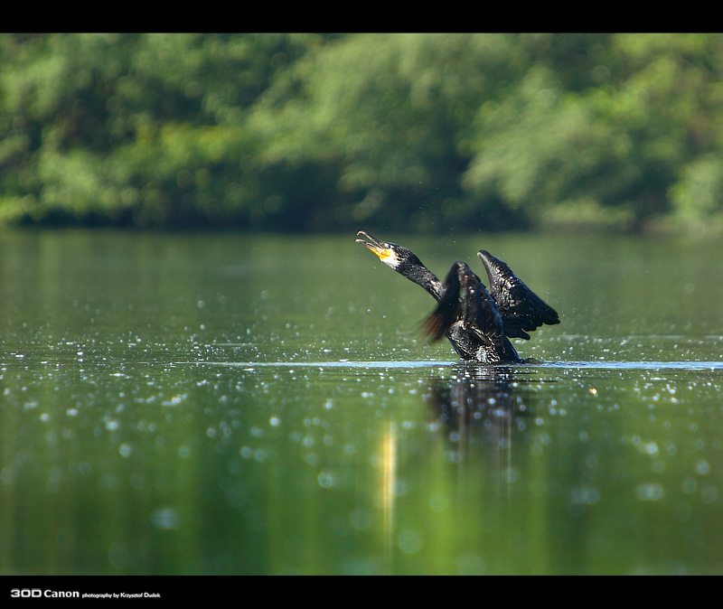 Kormoran Czarny