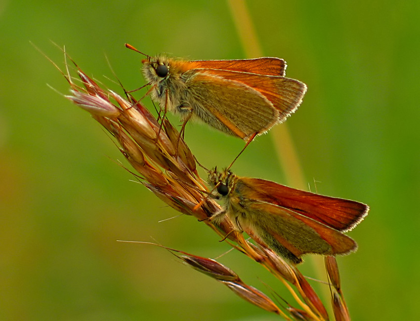 KARŁĄTEK CEGLASTY [X2] (Adopaea sylvestris)