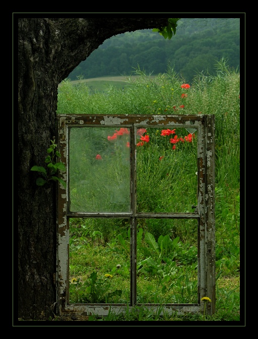 A maki znowu zaglądają mi do okna...