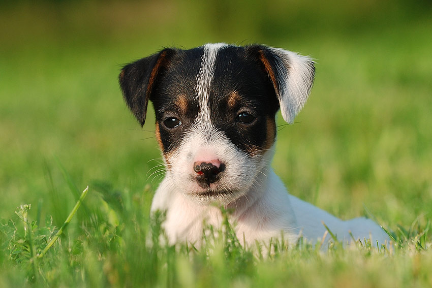 Jack Russell Terrier