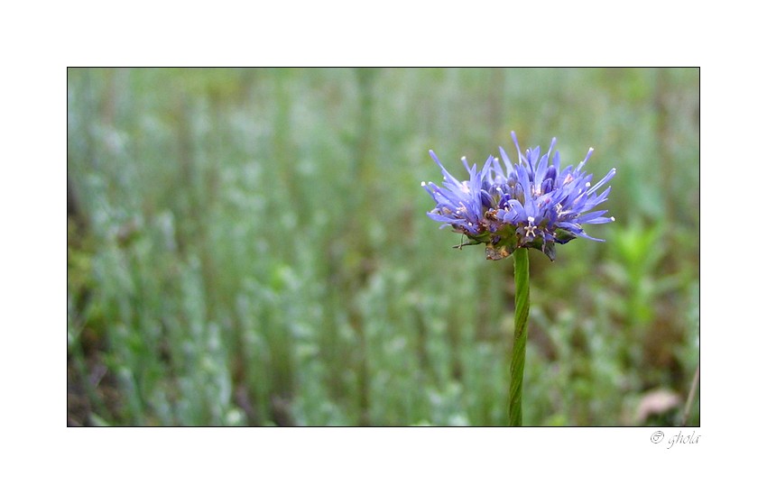 Centaurea cyanus