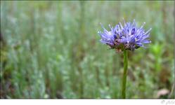 Centaurea cyanus