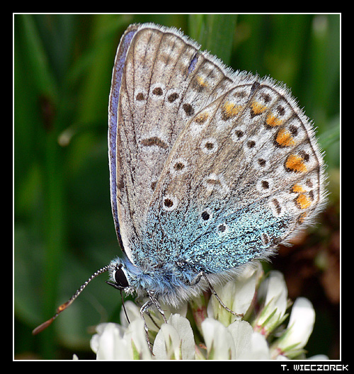 Motyl