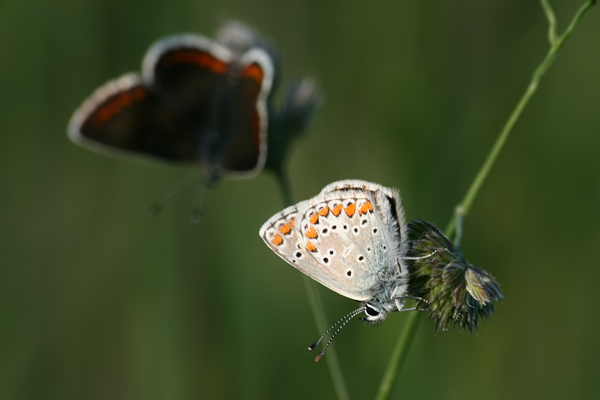 Modraszki agestis (Plebeius agestis)