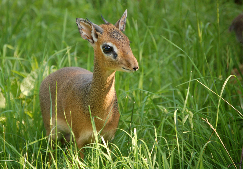 Antylopa Dik-Dik