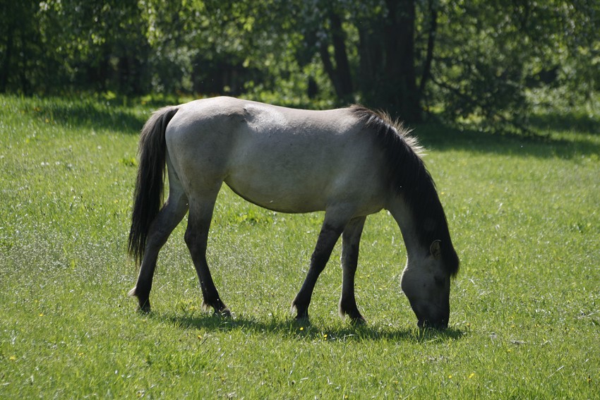 Konik